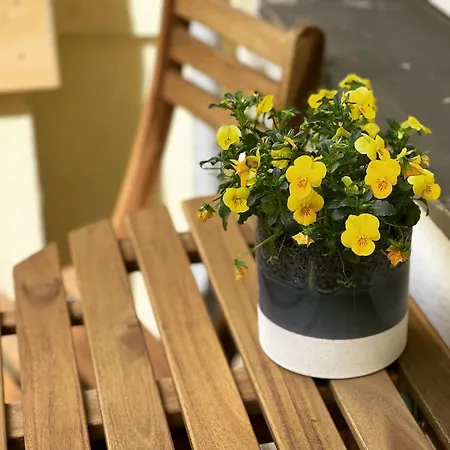 דירה 33 Efg Schoenhauser Allee Mit Balkon *